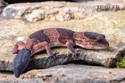 Afrikanischer Fettschwanzgecko, Hemitheconyx Caudicinctus -Zoohandlung Afrikanischer Fettschwanzgecko Hemitheconyx caudicinctus 5