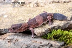 Afrikanischer Fettschwanzgecko, Hemitheconyx Caudicinctus -Zoohandlung Afrikanischer Fettschwanzgecko Hemitheconyx caudicinctus neu 1