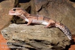 Zoohandlung -Zoohandlung Afrikanischer Fettschwanzgecko Hemitheconyx caudicinctus neu 3
