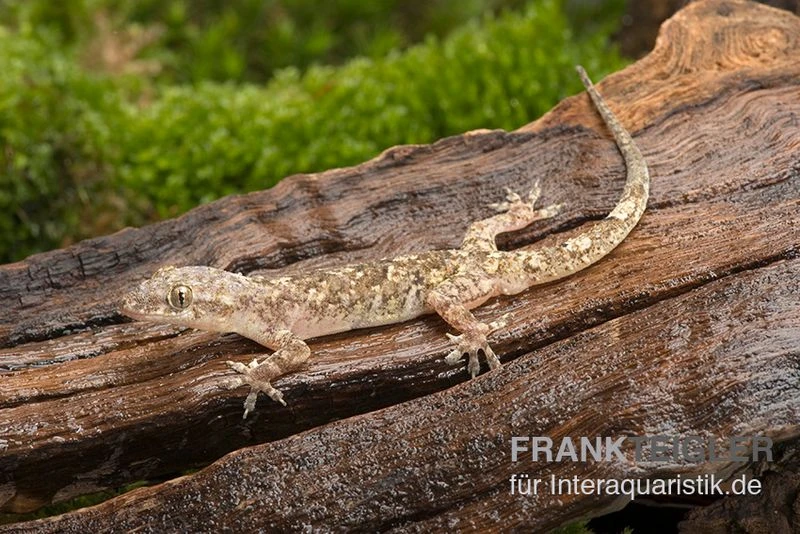 Afrikanischer Hausgecko, Hemidactylus Brookii 3 Afrikanischer Hausgecko, Hemidactylus Brookii