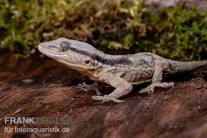 Afrikanischer Mauergecko, Tarentola Ephippiata 3 Afrikanischer Mauergecko, Tarentola Ephippiata