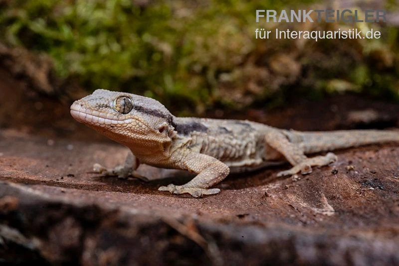 Afrikanischer Mauergecko, Tarentola Ephippiata 4 Afrikanischer Mauergecko, Tarentola Ephippiata – Bild 2
