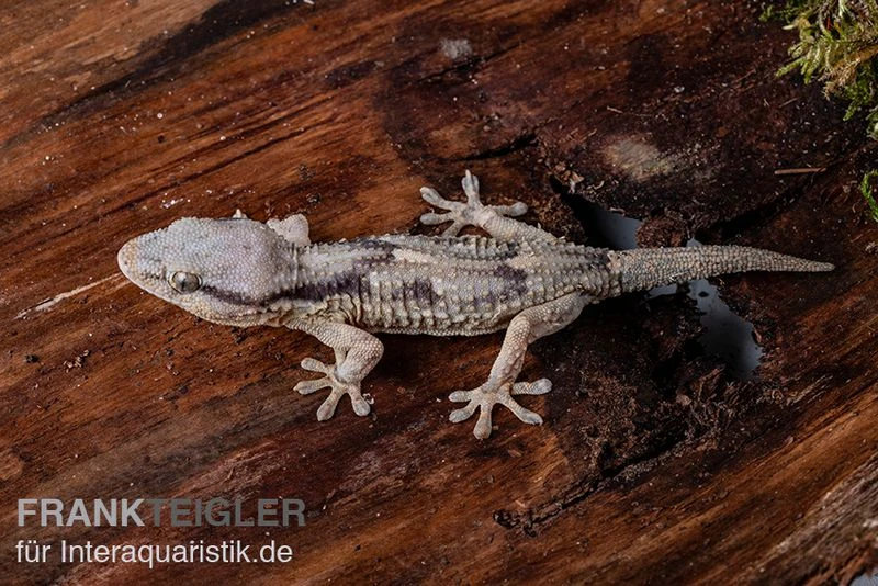 Afrikanischer Mauergecko, Tarentola Ephippiata 5 Afrikanischer Mauergecko, Tarentola Ephippiata – Bild 3