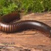 Afrikanischer Riesentausendfüßer, Archispirostreptus Gigas 1 Afrikanischer Riesentausendfüßer, Archispirostreptus Gigas -Zoohandlung Afrikanischer Riesentausendfuesser Archispirostreptus gigas 01