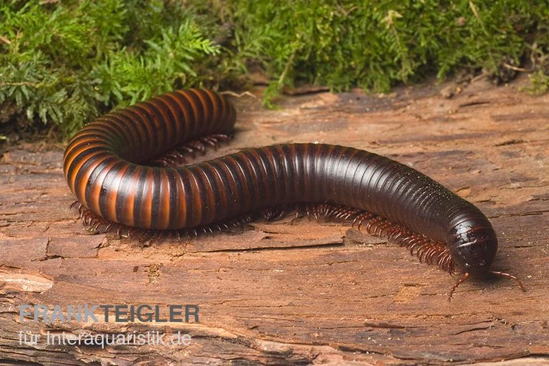 Afrikanischer Riesentausendfüßer, Archispirostreptus Gigas 3 Afrikanischer Riesentausendfüßer, Archispirostreptus Gigas