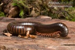 Afrikanischer Riesentausendfüßer, Archispirostreptus Gigas 9 Afrikanischer Riesentausendfüßer, Archispirostreptus Gigas -Zoohandlung Afrikanischer Riesentausendfuesser Archispirostreptus gigas 03