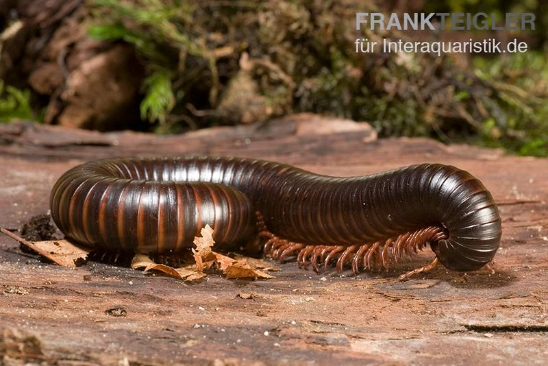 Afrikanischer Riesentausendfüßer, Archispirostreptus Gigas 5 Afrikanischer Riesentausendfüßer, Archispirostreptus Gigas – Bild 3
