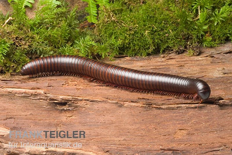 Afrikanischer Riesentausendfüßer, Archispirostreptus Gigas 6 Afrikanischer Riesentausendfüßer, Archispirostreptus Gigas – Bild 4