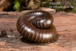Afrikanischer Riesentausendfüßer, Archispirostreptus Gigas 11 Afrikanischer Riesentausendfüßer, Archispirostreptus Gigas -Zoohandlung Afrikanischer Riesentausendfuesser Archispirostreptus gigas 05