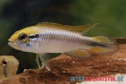 Agassiz-Zwergbuntbarsch, Apistogramma Agassizii, Wildform, Paarweise -Zoohandlung Agassiz Zwergbuntbarsch Apistogramma agassizii paarweise wild 2