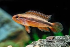 Agassizii-Zwergbuntbarsch Gold-rot, Apistogramma Agassizii Gold-rot, Paarweise -Zoohandlung Agassizii Zwergbuntbarsch gold rot Apistogramma agassizii gold rot paarweise 3