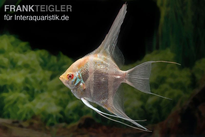 Albino Dantum Skalar, Pterophyllum Altum X Scalare 4 Albino Dantum Skalar, Pterophyllum Altum X Scalare – Bild 2