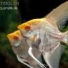 Albino-Goldmarmor-Skalar, Pterophyllum Scalare -Zoohandlung Albino Goldmarmor Skalar Pterophyllum scalare 1