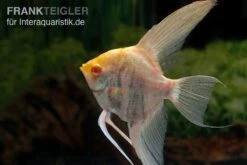 Zoohandlung -Zoohandlung Albino Goldmarmor Skalar Pterophyllum scalare 2