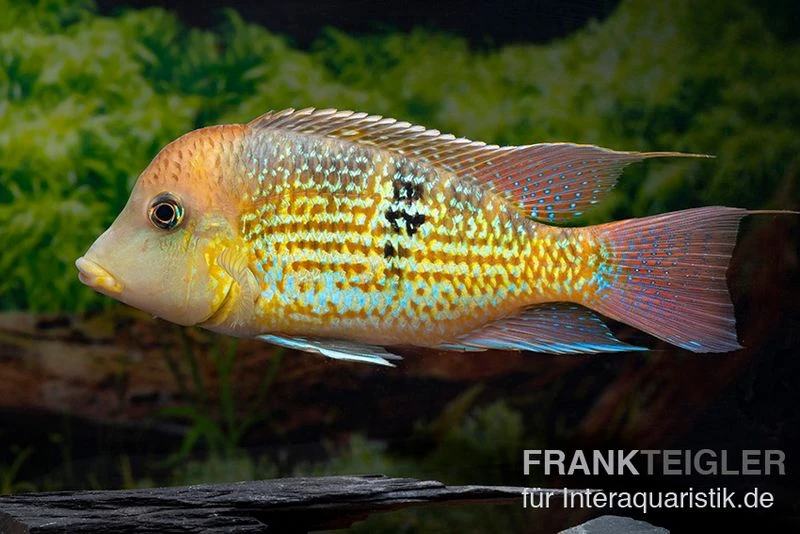 Alto-Sinu-Erdfresser, Geophagus Sp. Alto Sinu 3 Alto-Sinu-Erdfresser, Geophagus Sp. Alto Sinu