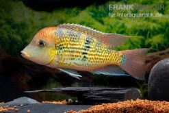 Alto-Sinu-Erdfresser, Geophagus Sp. Alto Sinu 15 Alto-Sinu-Erdfresser, Geophagus Sp. Alto Sinu -Zoohandlung Alto Sinu Erdfresser Geophagus sp Alto Sinu 05