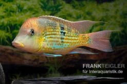 Alto-Sinu-Erdfresser, Geophagus Sp. Alto Sinu 17 Alto-Sinu-Erdfresser, Geophagus Sp. Alto Sinu -Zoohandlung Alto Sinu Erdfresser Geophagus sp Alto Sinu 08