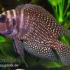 Schwarzer Perl-Nanderbuntbarsch, Altolamprologus Calvus Black Pearl F1 1 Schwarzer Perl-Nanderbuntbarsch, Altolamprologus Calvus Black Pearl F1 -Zoohandlung Altolamprologus calvus Black pearl