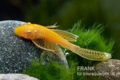 Goldener Schleier-Antennenwels, Ancistrus Sp. Long Fin "Gold-Schleier" 6 Goldener Schleier-Antennenwels, Ancistrus Sp. Long Fin "Gold-Schleier" -Zoohandlung Ancistrus spec Gold Schleier