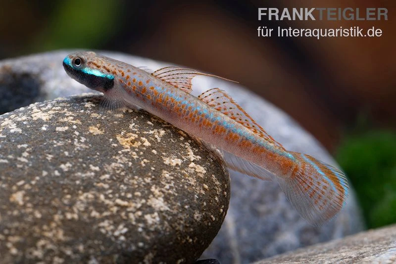 Annieae-Grundel, Stiphodon Annieae, 1 Paar 3 Annieae-Grundel, Stiphodon Annieae, 1 Paar