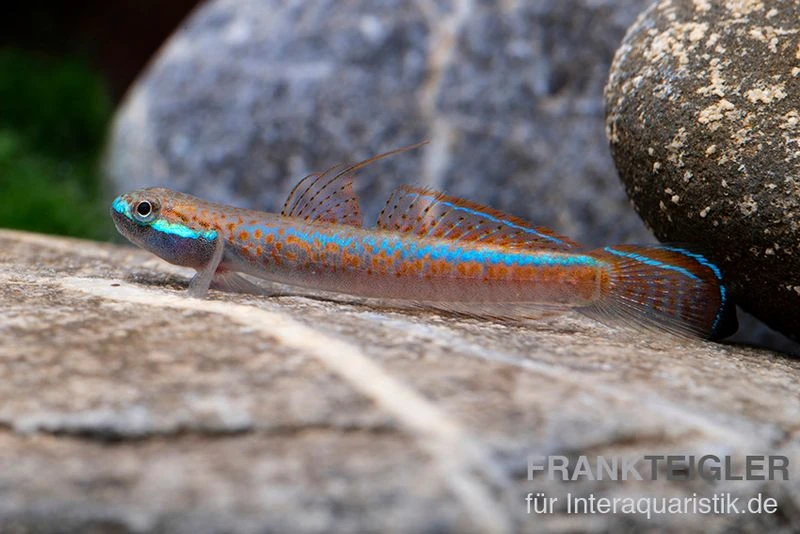 Annieae-Grundel, Stiphodon Annieae, 1 Paar 4 Annieae-Grundel, Stiphodon Annieae, 1 Paar – Bild 2