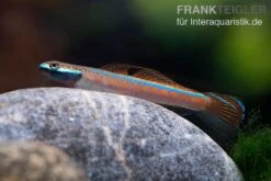 Annieae-Grundel, Stiphodon Annieae, 1 Paar 10 Annieae-Grundel, Stiphodon Annieae, 1 Paar -Zoohandlung Annieae Grundel Stiphodon annieae 3