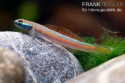 Annieae-Grundel, Stiphodon Annieae, 1 Paar 11 Annieae-Grundel, Stiphodon Annieae, 1 Paar -Zoohandlung Annieae Grundel Stiphodon annieae 4