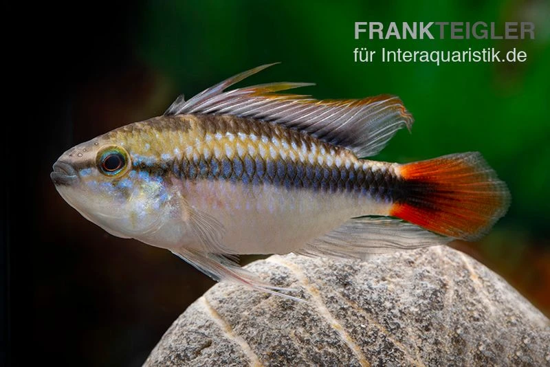 Apistogramma Rio Marmore, Apistogramma Erythrura, 1 Paar 3 Apistogramma Rio Marmore, Apistogramma Erythrura, 1 Paar