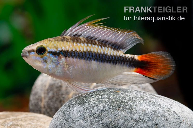 Apistogramma Rio Marmore, Apistogramma Erythrura, 1 Paar 4 Apistogramma Rio Marmore, Apistogramma Erythrura, 1 Paar – Bild 2