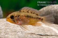 Apistogramma Rio Marmore, Apistogramma Erythrura, 1 Paar 7 Apistogramma Rio Marmore, Apistogramma Erythrura, 1 Paar -Zoohandlung Apistogramma Rio Marmore Apistogramma erythrura 3