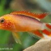Zwergbuntbarsch, Apistogramma Agassizii Fire Red, Paarweise 2 Zwergbuntbarsch, Apistogramma Agassizii Fire Red, Paarweise -Zoohandlung Apistogramma agassizii Superred