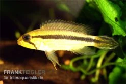 Agassiz-Zwergbuntbarsch, Apistogramma Agassizii TEFE (paarweise) -Zoohandlung Apistogramma agassizii TEFE agassiz buntbarsch