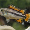 Kakaduzwergbuntbarsch Doppelrot, Apistogramma Cacatuoides, Paarweise 1 Kakaduzwergbuntbarsch Doppelrot, Apistogramma Cacatuoides, Paarweise -Zoohandlung Apistogramma cacatuoides super red 14