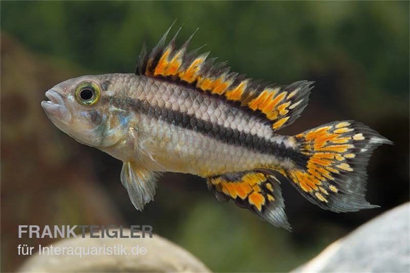 Kakaduzwergbuntbarsch Doppelrot, Apistogramma Cacatuoides, Paarweise 3 Kakaduzwergbuntbarsch Doppelrot, Apistogramma Cacatuoides, Paarweise