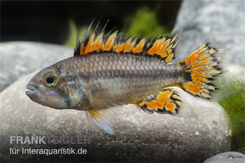 Kakaduzwergbuntbarsch Doppelrot, Apistogramma Cacatuoides, Paarweise 4 Kakaduzwergbuntbarsch Doppelrot, Apistogramma Cacatuoides, Paarweise – Bild 2