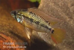 Schwarzkehl-Zwergbuntbarsch, Apistogramma Viejita, Paarweise 9 Schwarzkehl-Zwergbuntbarsch, Apistogramma Viejita, Paarweise -Zoohandlung Apistogramma viejita Schwarzkehl Zwergbuntbarsch