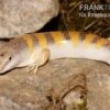 Apothekerskink, Scincus Scincus -Zoohandlung Apothekerskink Scincus scincus 1
