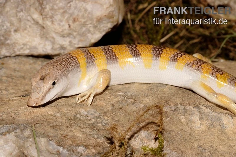 Apothekerskink, Scincus Scincus 3 Apothekerskink, Scincus Scincus
