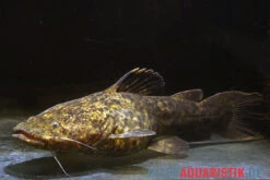 Apurensis-Wels, Cephalosilurus Apurensis