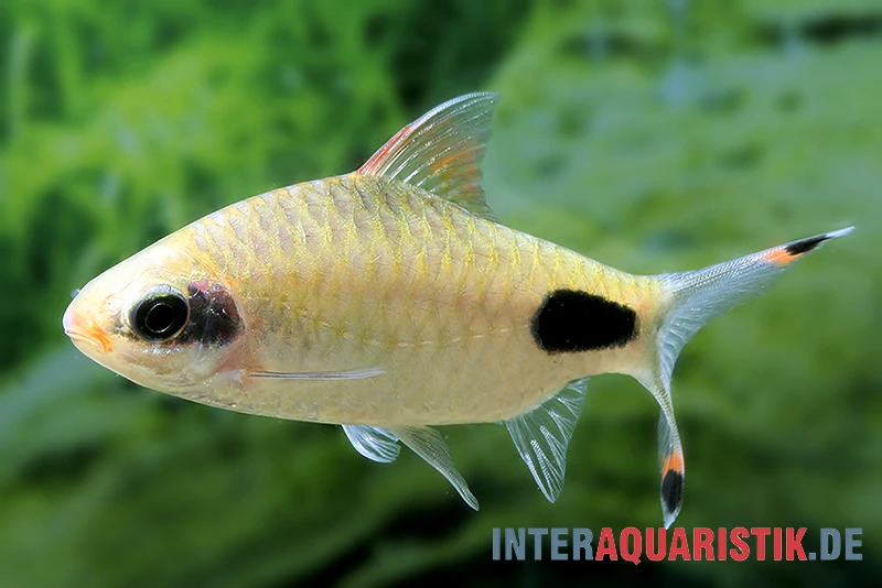 Aspara-Barbe, Dawkinsia Apsara 3 Aspara-Barbe, Dawkinsia Apsara