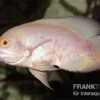Roter Albino Oscar, Pfauenaugenbuntbarsch, Astronotus Ocellatus, 2 Roter Albino Oscar, Pfauenaugenbuntbarsch, Astronotus Ocellatus, -Zoohandlung Astronotus ocellatus RED ALBINO