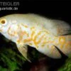 Pfauenaugenbuntbarsch, Roter Tiger Albino Oscar, Astronotus Ocellatus Red Tiger Albino -Zoohandlung Astronotus ocellatus Red Tiger ALBINO