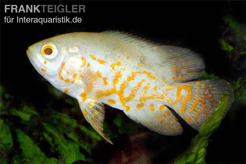 Pfauenaugenbuntbarsch, Roter Tiger Albino Oscar, Astronotus Ocellatus Red Tiger Albino 3 Pfauenaugenbuntbarsch, Roter Tiger Albino Oscar, Astronotus Ocellatus Red Tiger Albino