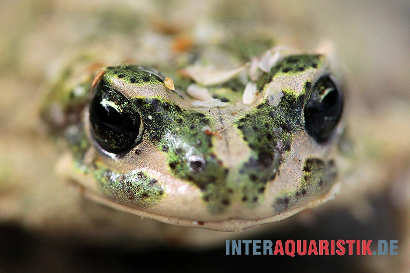 Atlaskröte, Bufo Brongersmai 3 Atlaskröte, Bufo Brongersmai