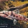 Augenfleckwels, Auchenoglanis Occidentalis (Giraffenwels) -Zoohandlung Auchenoglanis occidentalis