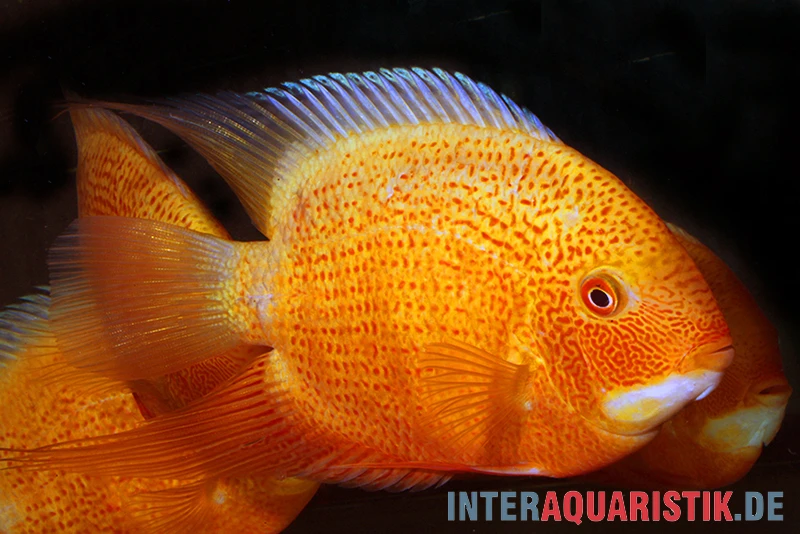 Augenfleck-Buntbarsch, Heros Severus "Red Spotted" 3 Augenfleck-Buntbarsch, Heros Severus "Red Spotted"