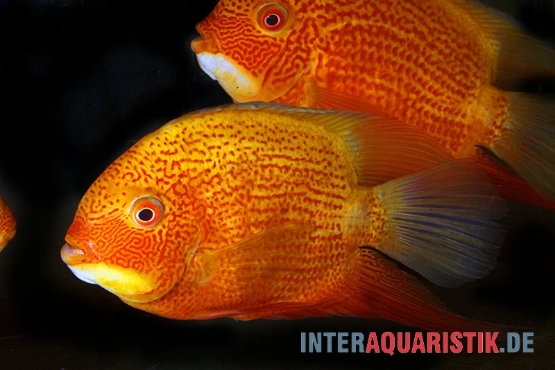 Augenfleck-Buntbarsch, Heros Severus "Red Spotted" 4 Augenfleck-Buntbarsch, Heros Severus "Red Spotted" – Bild 2