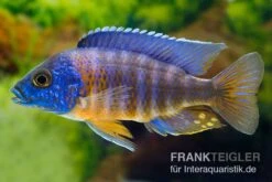 Aulonocara Hansbaenschi "Chiloelo", DNZ