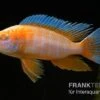 Kaiserbuntbarsch Albino Eureka, Aulonocara Eureka Albino 2 Kaiserbuntbarsch Albino Eureka, Aulonocara Eureka Albino -Zoohandlung Aulonocara spec Eureka Albino