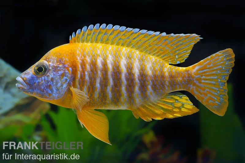 Aulonocara Spec. Red Rubin, DNZ 3 Aulonocara Spec. Red Rubin, DNZ